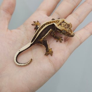 슈퍼스트라이프 엠티백