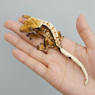 트라이 익스트림할리퀸