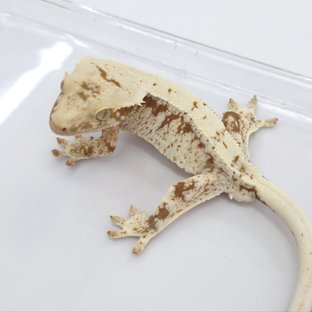 Lilly 100% Het Axanthic