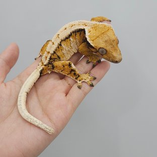 트라이 익스트림할리퀸