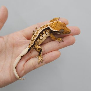 화이트크라운 트라이 익스트림할리퀸