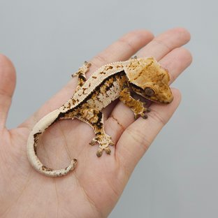 트라이 익스트림할리퀸 화이트스팟