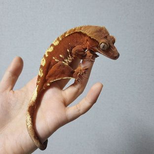 루비