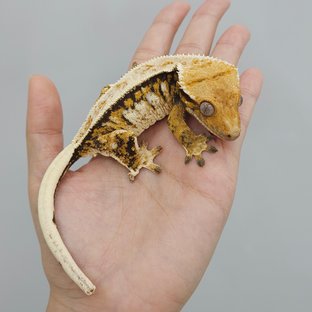 트라이 익스트림할리퀸