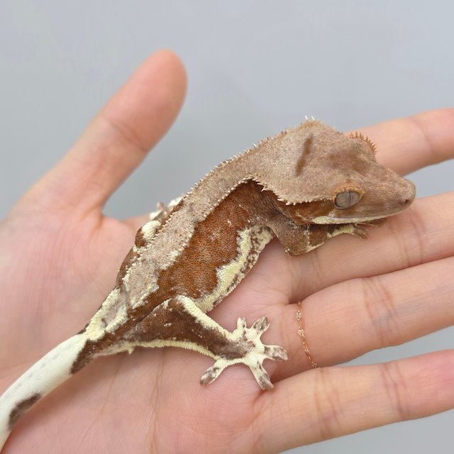 Red Phantom Lilly 100% Het Axanthic