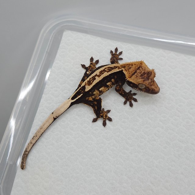 엠티백 100%헷아잔틱