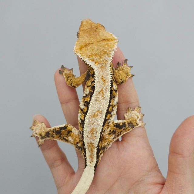 트라이 익스트림할리퀸