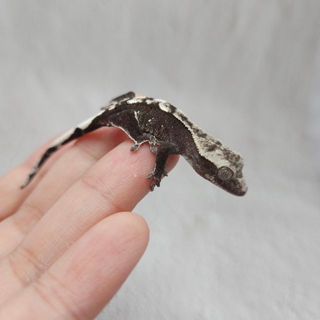 아잔틱