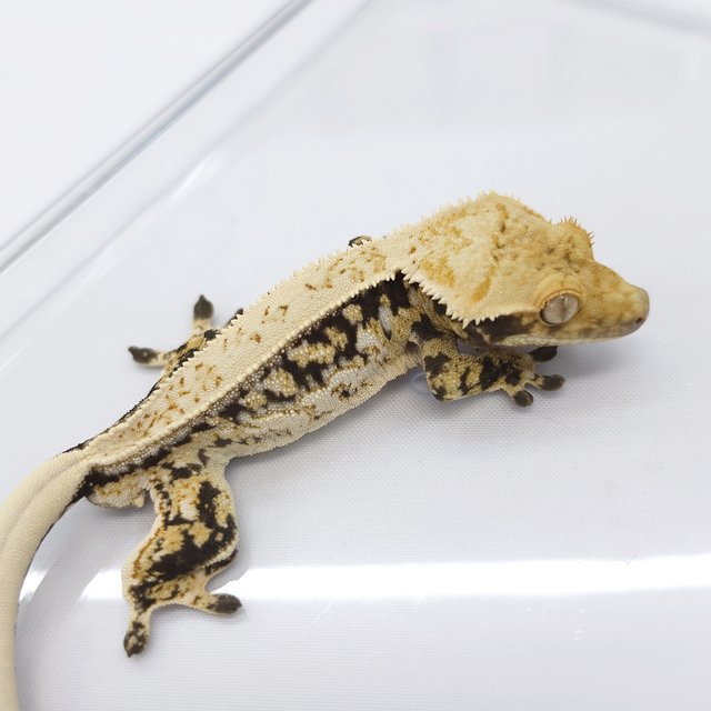 Full Pinstripe Tri Quad