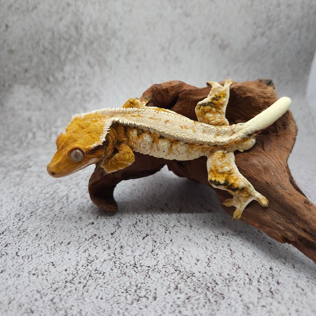 레이지 드리피 화이트스팟 화이트포트홀 풀핀 트라이