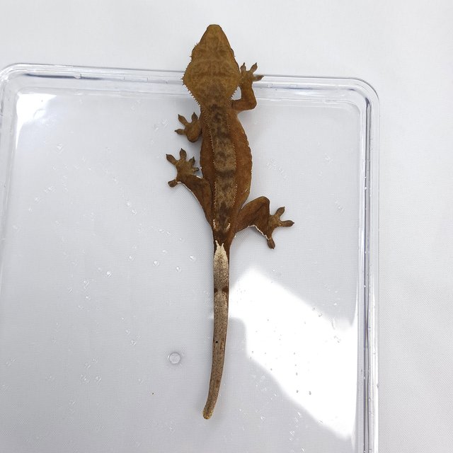 Patternless 100% Het Axanthic