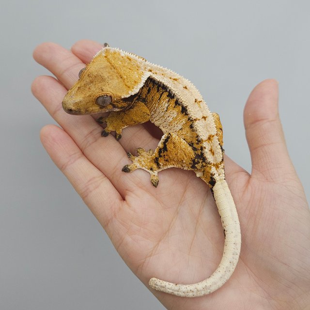 트라이 익스트림할리퀸