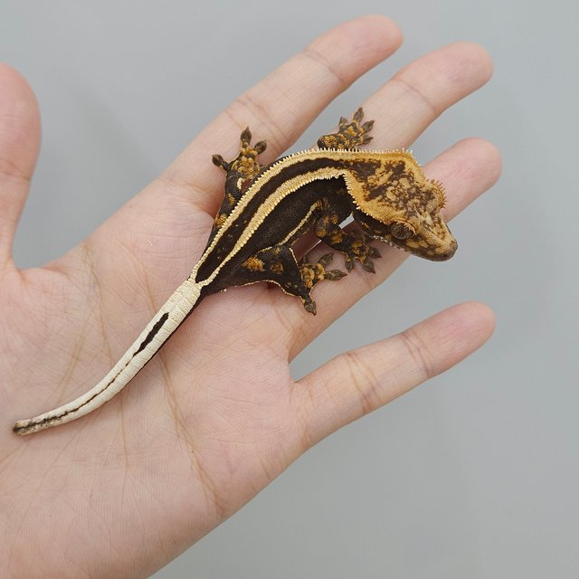 슈퍼스트라이프 엠티백