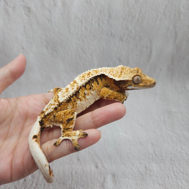 트라이 익스트림할리퀸