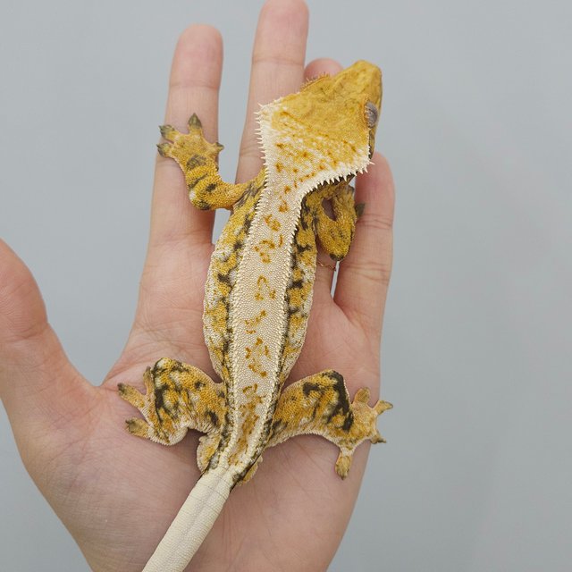 드리피 화이트스팟 트라이