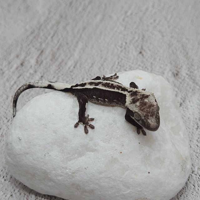 아잔틱