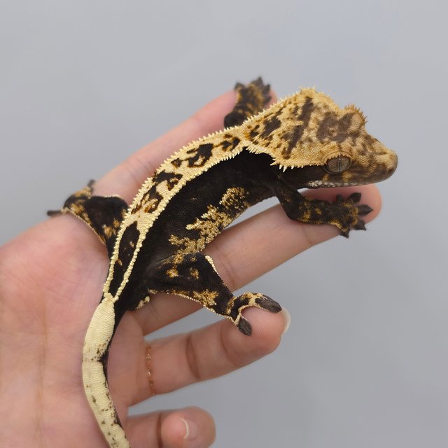 100% Het Axanthic