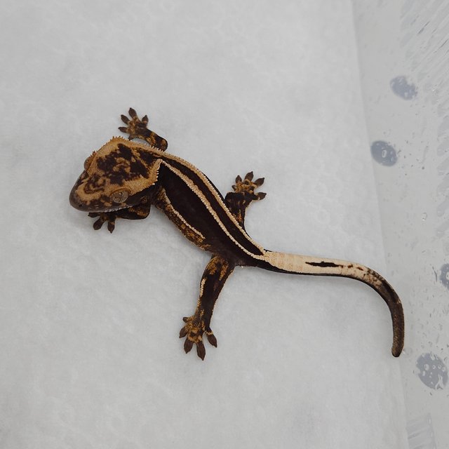 슈퍼스트라이프 엠티백