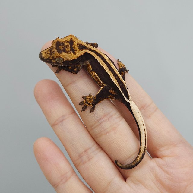 슈퍼스트라이프 엠티백