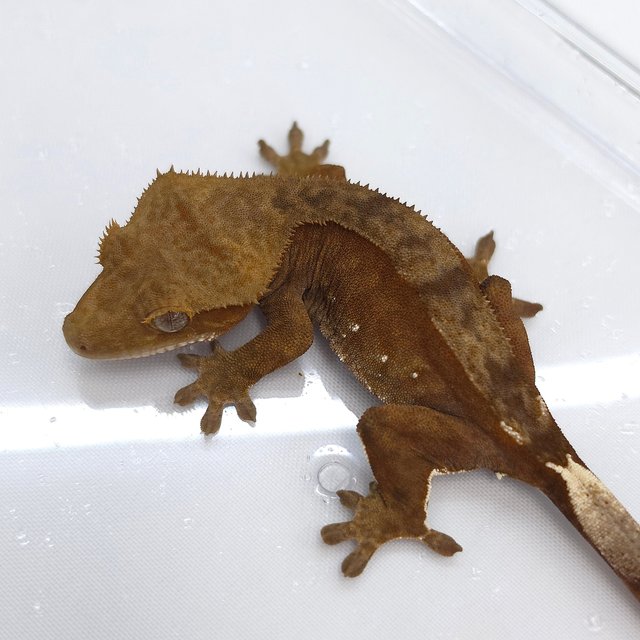 Patternless 100% Het Axanthic