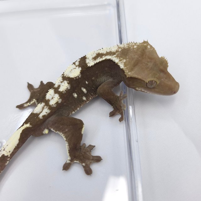 Axanthic