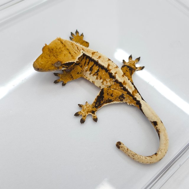 Tri Extreme Harlequin