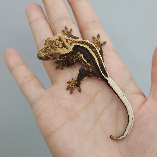 슈퍼스트라이프 엠티백