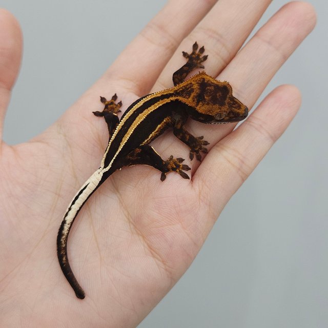 슈퍼스트라이프 엠티백