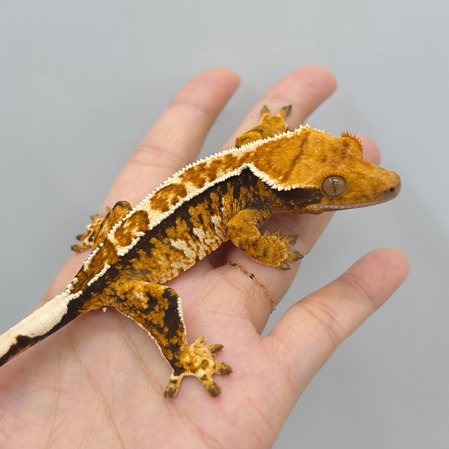 Tangerine Tri Extreme Harlequin