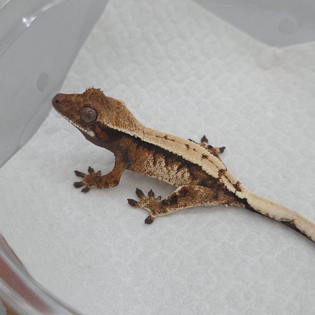 트라이 세이블