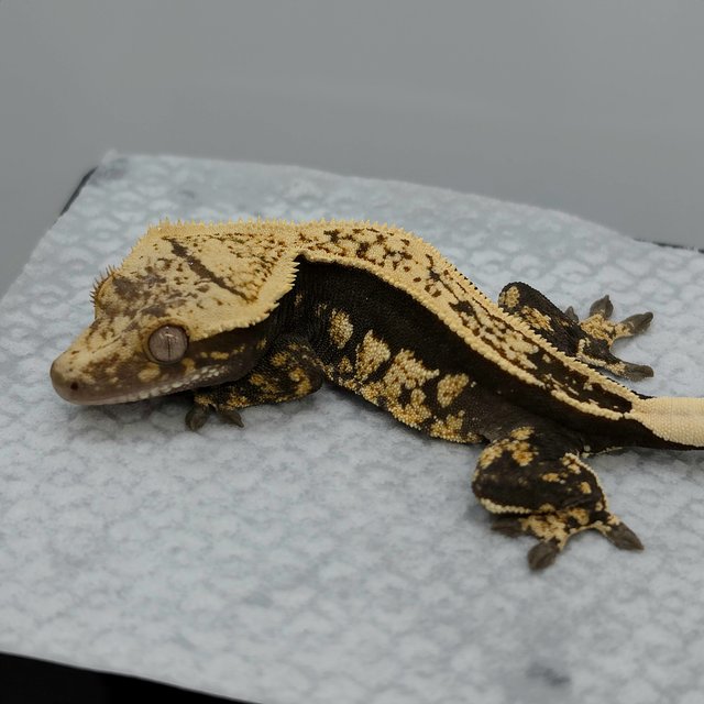 100% Het Axanthic