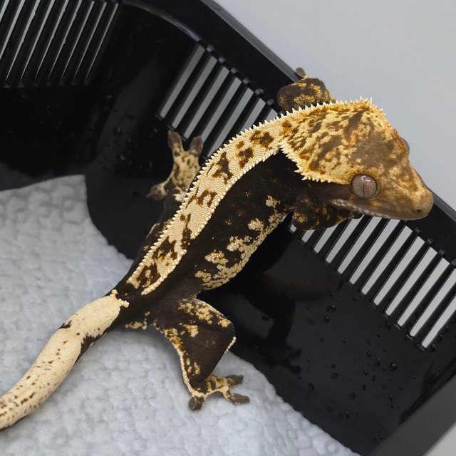 100% Het Axanthic