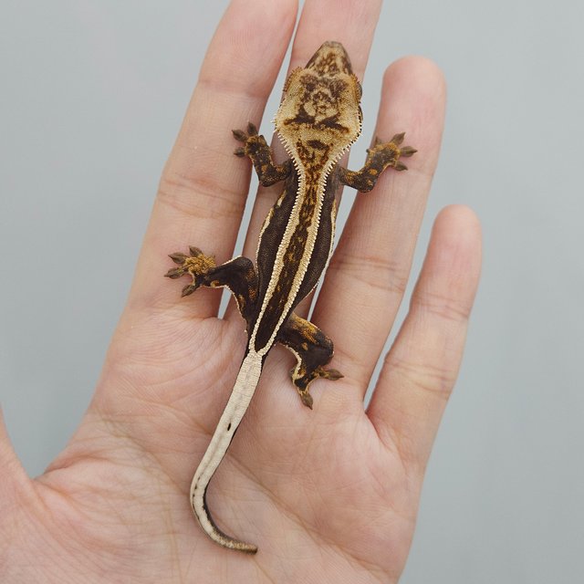 슈퍼스트라이프 엠티백