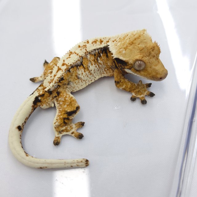 Drippy White Spot Tri Extreme Harlequin