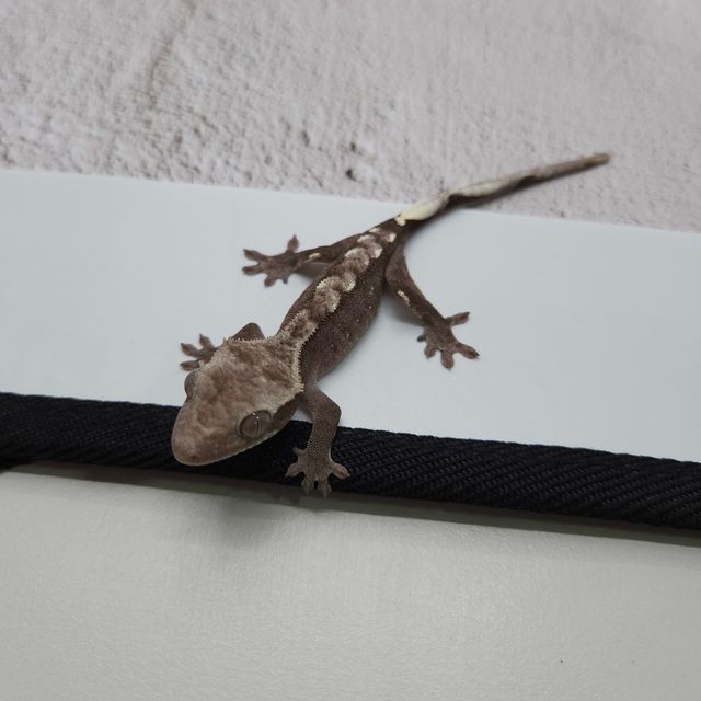 아잔틱