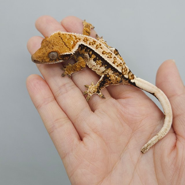 화이트크라운 트라이 익스트림할리퀸