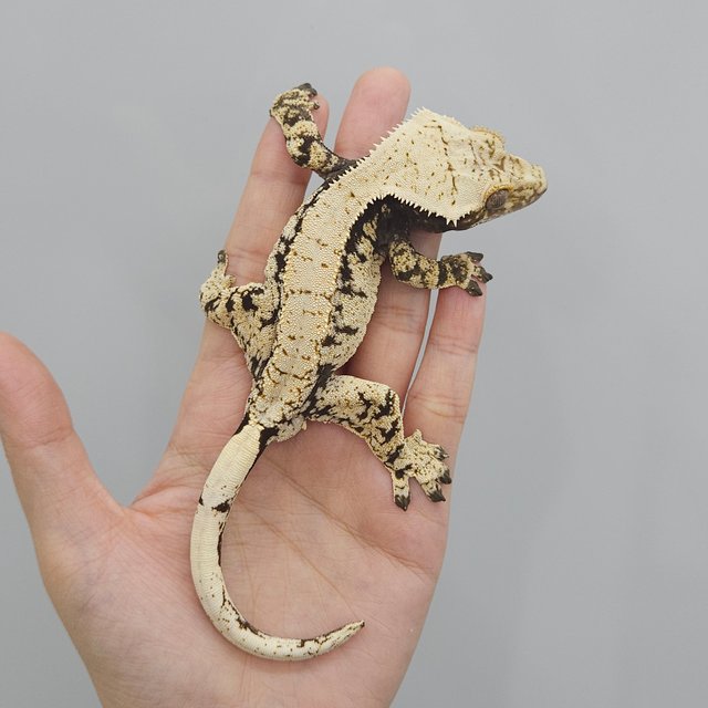 드리피 화이트스팟