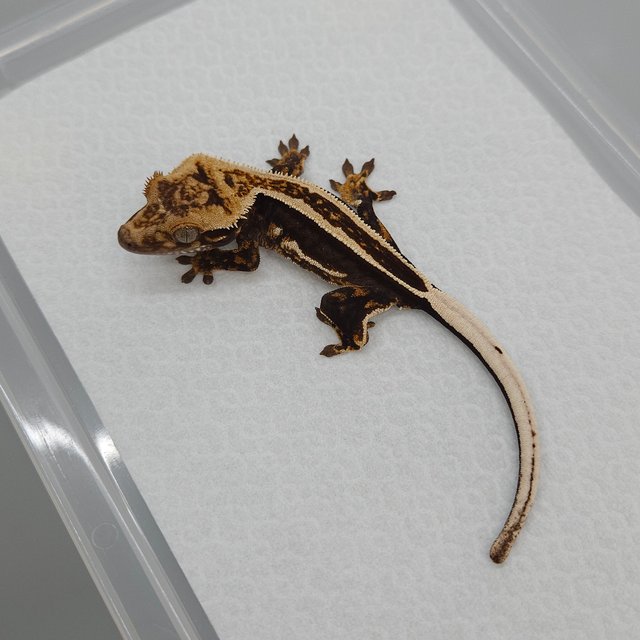 슈퍼스트라이프 엠티백