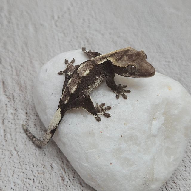 아잔틱