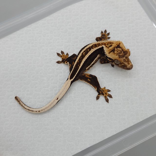 슈퍼스트라이프 엠티백