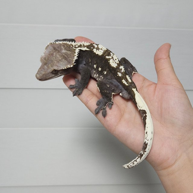 Axanthic