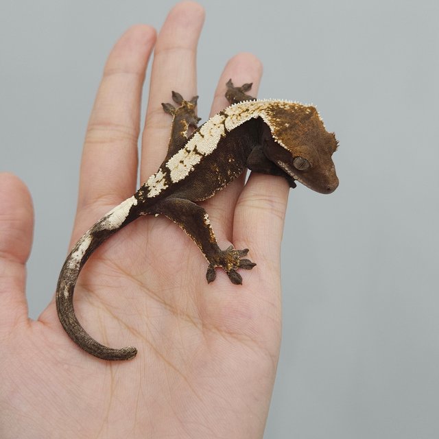 세이블 100%헷아잔틱