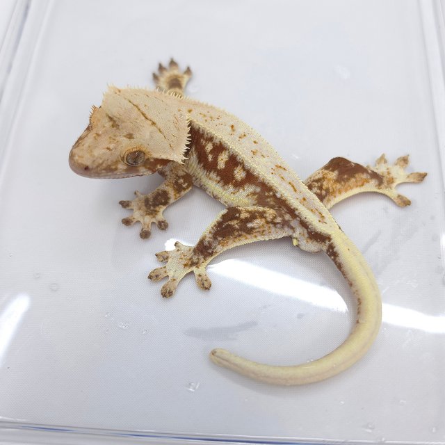 Red Lilly 100% Het Axanthic