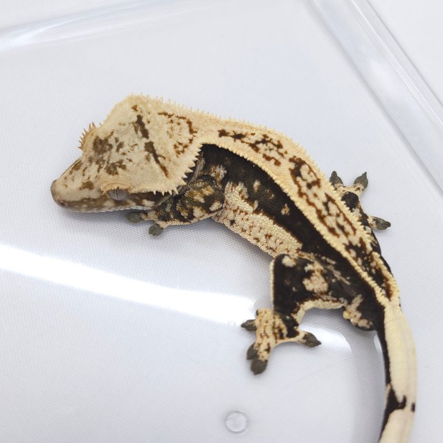 Full Pinstripe Quad