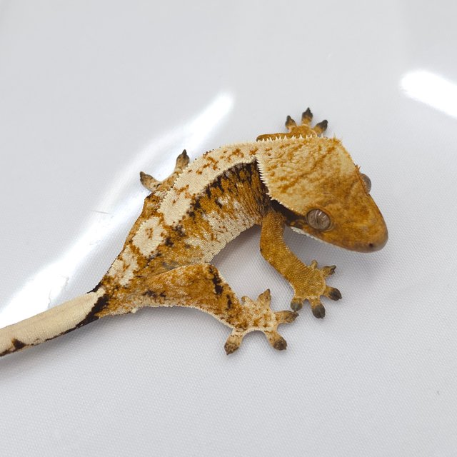 Tri Extreme Harlequin White Spot