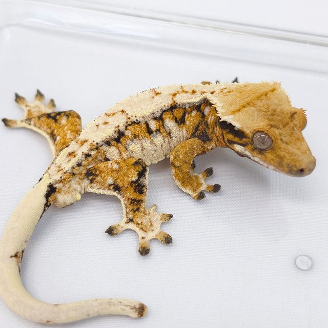 Drippy White Spot Tri Extreme Harlequin