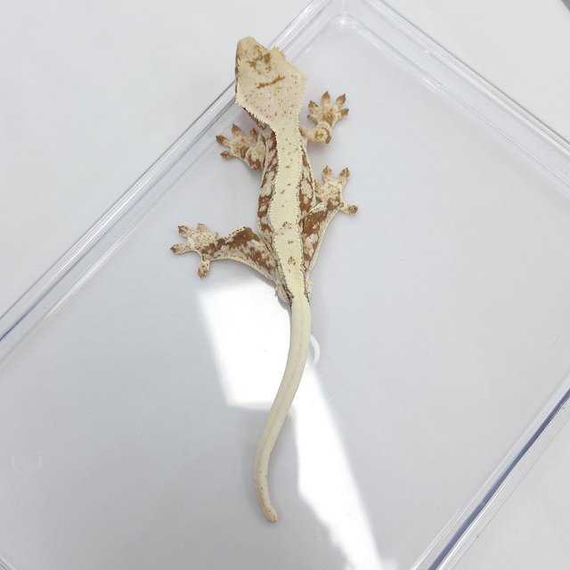 Lilly 100% Het Axanthic
