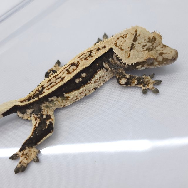 Full Pinstripe Quad