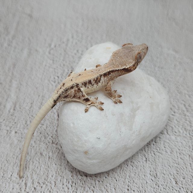 릴리 세이블
