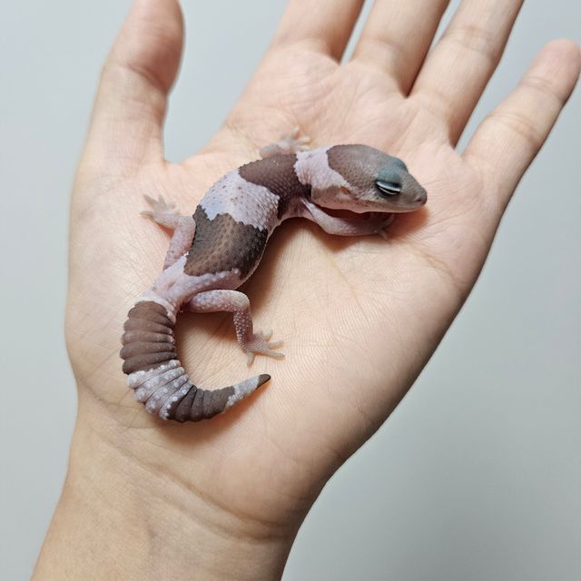 오레오 카라멜 헷 줄루